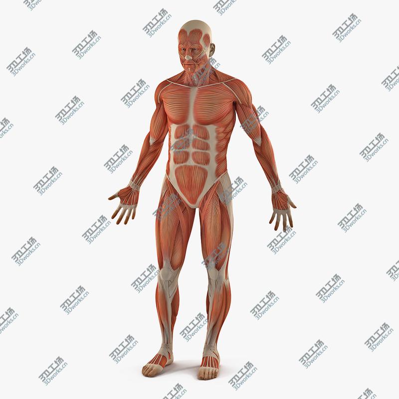 images/goods_img/2021040232/Male Anatomy Muscular System 3D model/1.jpg